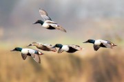 Chasse a la journée aux canards hutte gabion tonne