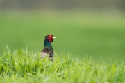 chasse faisan perdrix