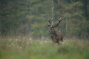 chasse en battue cerf