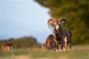 Chasse grands gibiers | Chasse à l'affût Chasse en battue