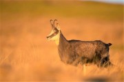 journée chasse Isard chamois approche