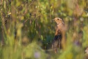 journée de chasse caille