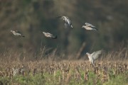 journée de chasse palombes cadeau chasse palombes