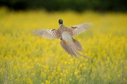 Séjour chasse wekend chasse petitis gibiers