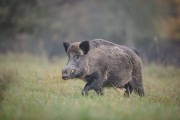 Séjour ou weekend chasse grands gibiers